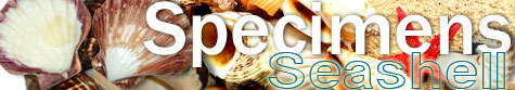 Seashells Specimens Collection for export